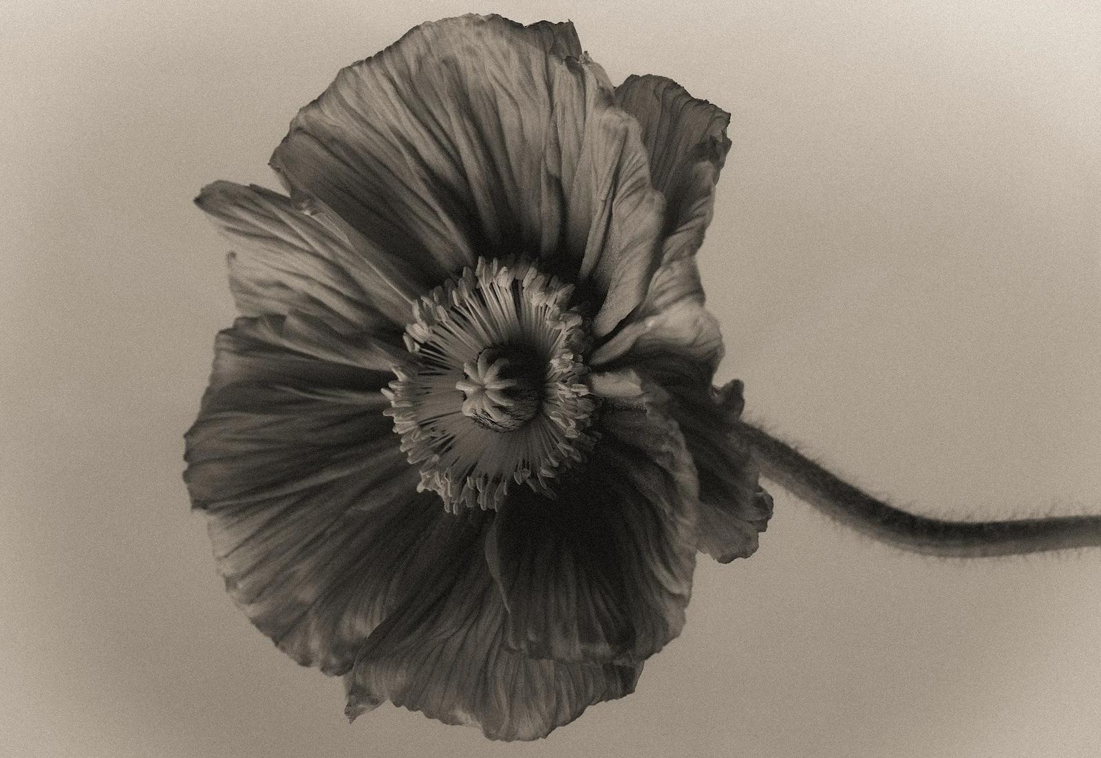 Célestine fine fragrance floral notes, black and white poppy